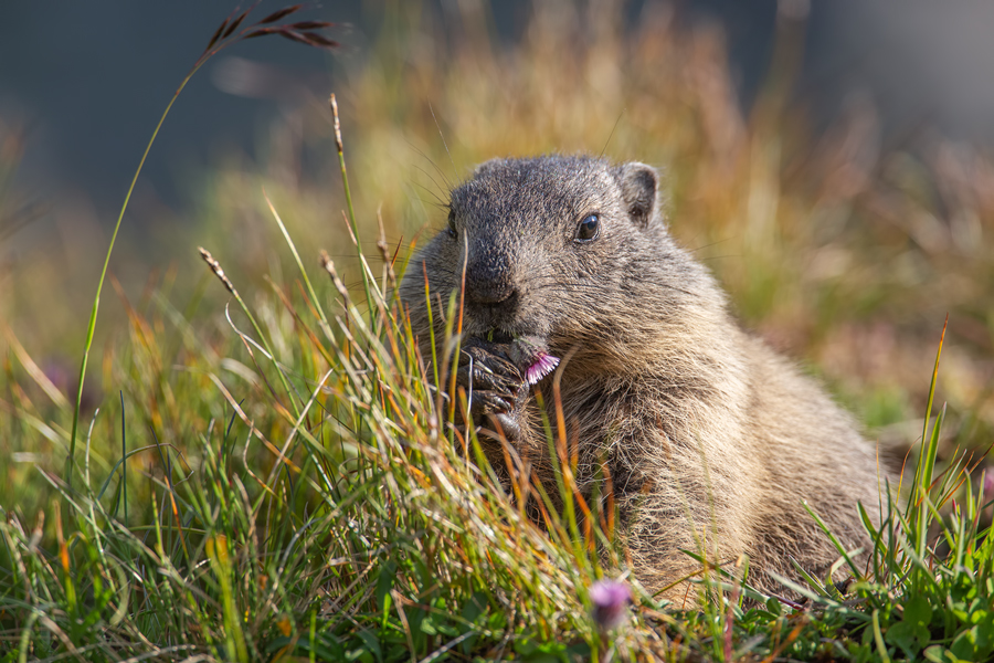 Alpenmurmeltier, Marmota marmota