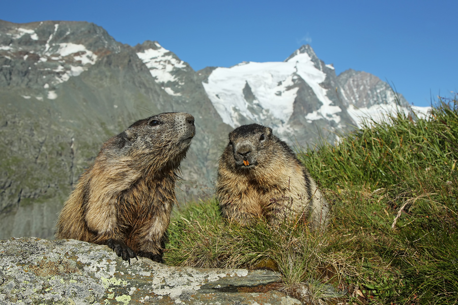 Alpenmurmeltier, Marmota marmota