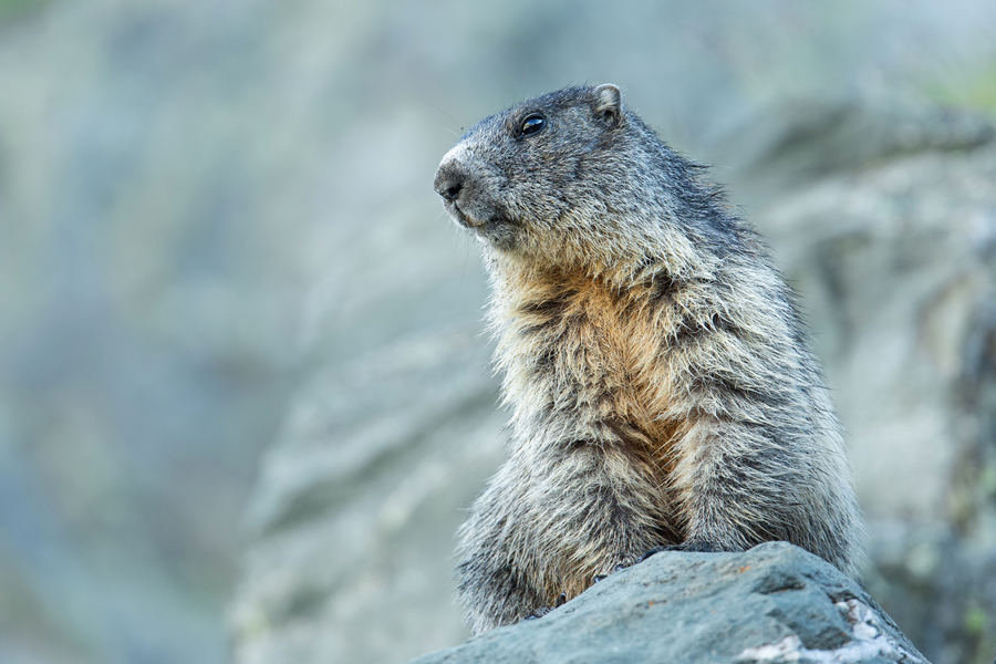 Alpenmurmeltier, Marmota marmota