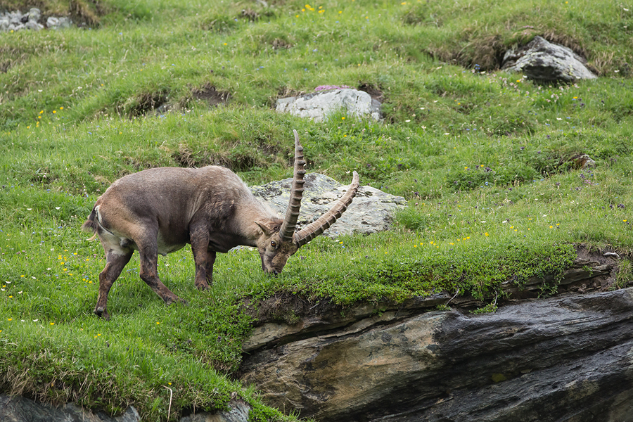 Alpensteinbock, Capra ibex