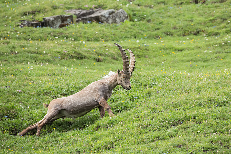 Alpensteinbock, Capra ibex