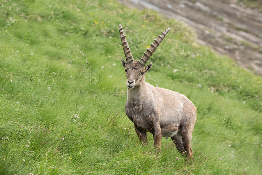 Alpensteinbock, Capra ibex