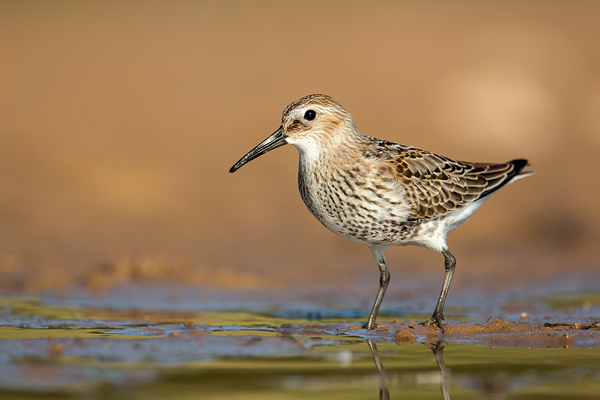 Alpenstrandläufer , Calidris alpina