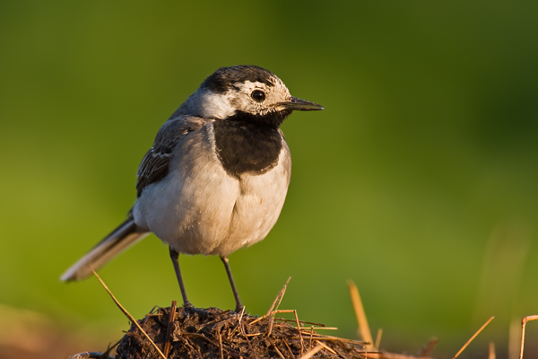 Bachstelze, Motacilla alba