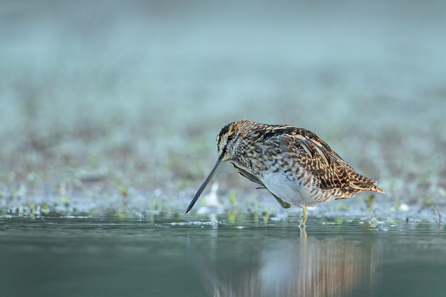 Bekassine, Gallinago gallinago