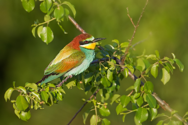 Bienenfresser , Merops apiaster