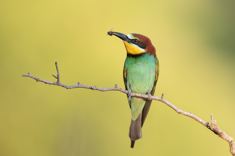 Bienenfresser, Merops apiaster