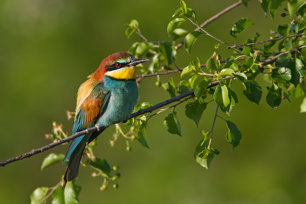 Bienenfresser , Merops apiaster