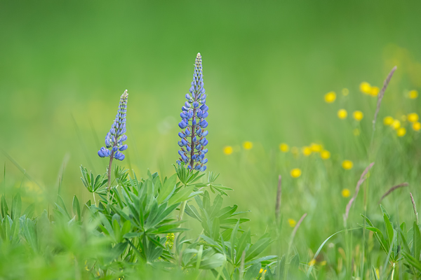 Blaue Lupine, Lupinus angustifolius