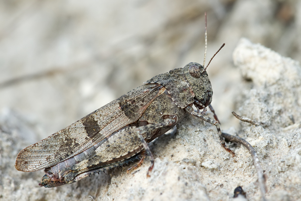 Blauflügelige Sandschrecke , Sphingonotus caerulans