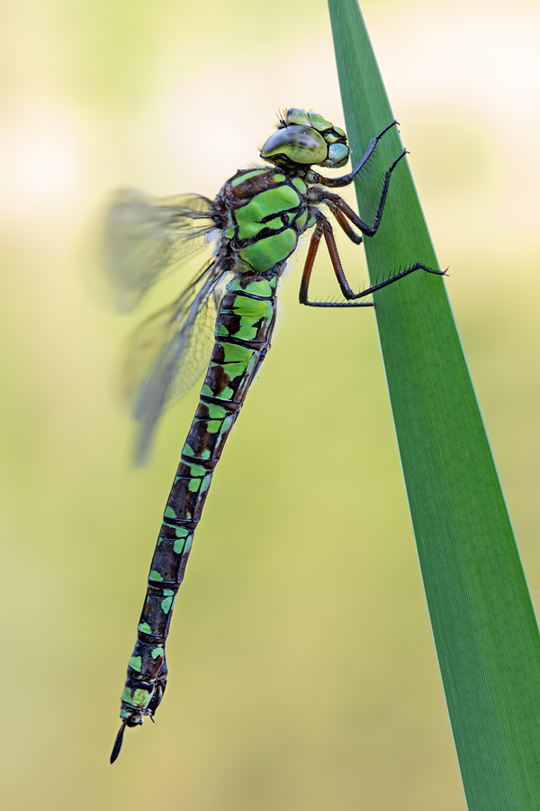 Blaugrüne Mosaikjungfer, Aeshna cyanea