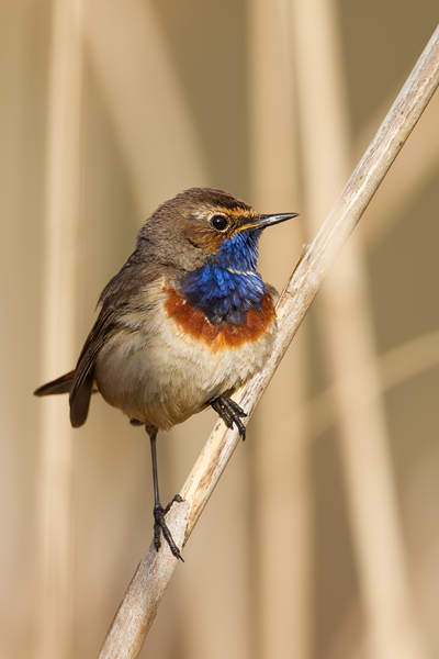 Blaukehlchen, Luscinia svecica cyanecula