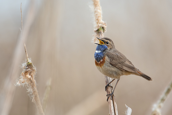 Blaukehlchen, Luscinia svecica cyanecula