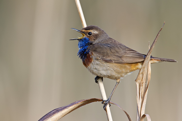 Blaukehlchen,  Luscinia svecica cyanecula