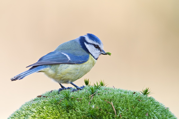 Blaumeise, Cyanistes caeruleus