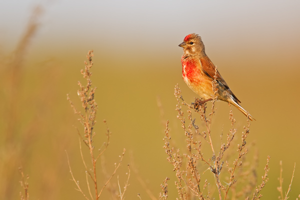 Bluthänfling, Carduelis cannabina