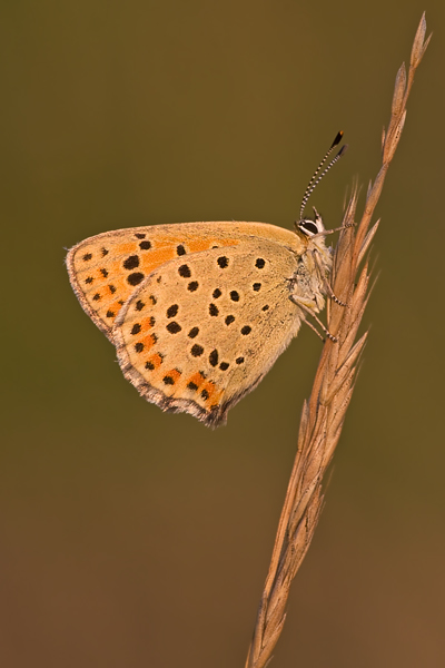 Brauner Feuerfalter  , Lycaena tityrus