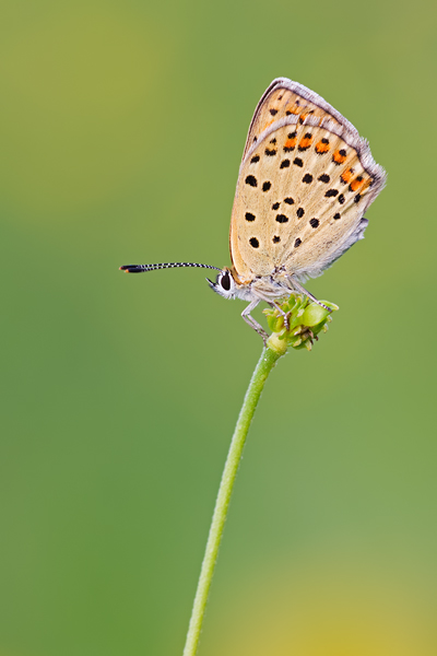 Brauner Feuerfalter, Lycaena tityrus