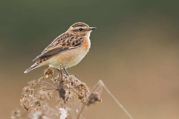 Braunkehlchen, Saxicola rubetra