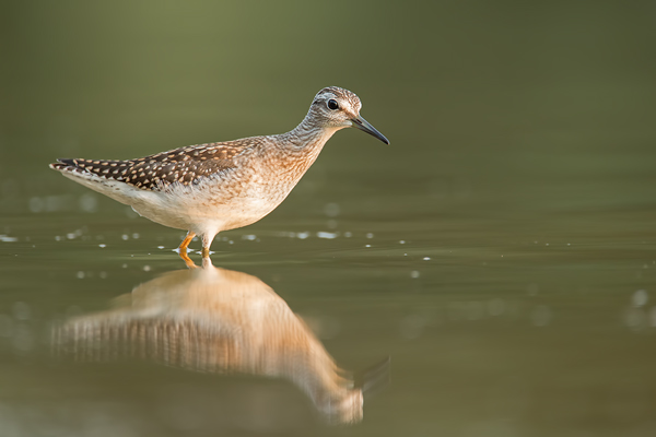 Bruchwasserläufer , Tringa glareola