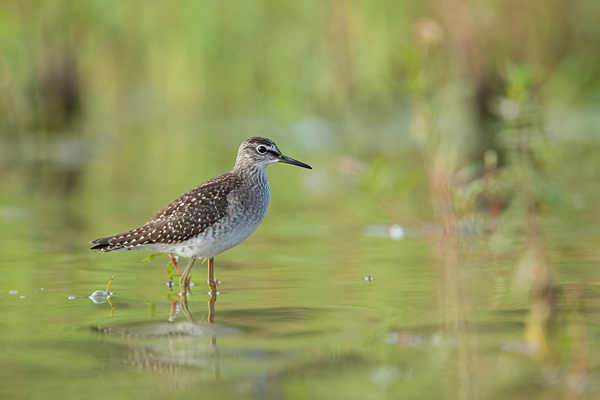 Bruchwasserläufer, Tringa glareola