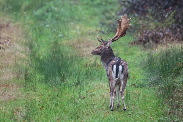 Damwild, Dama dama