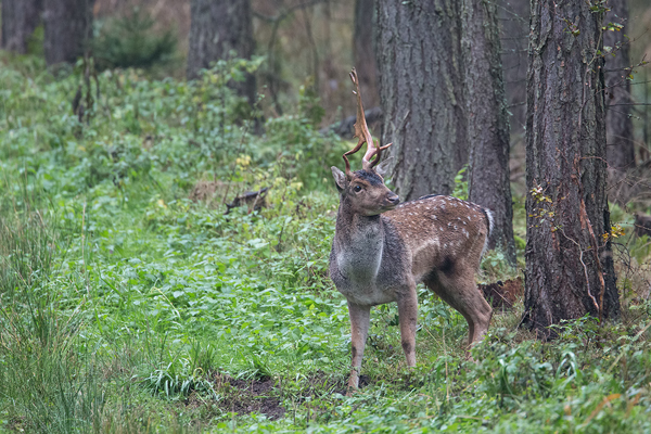 Damwild, Dama dama