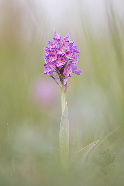 Dreizähnige Knabenkraut, Neotinea tridentata