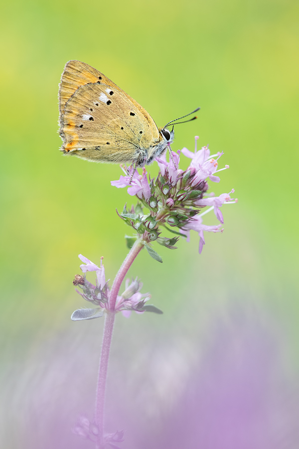 Dukatenfalter, Lycaena virgaureae