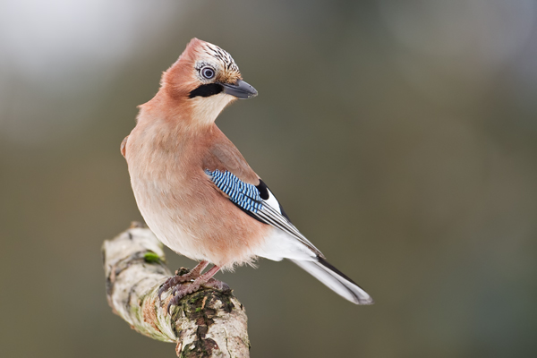 Eichelhäher, Garrulus glandarius