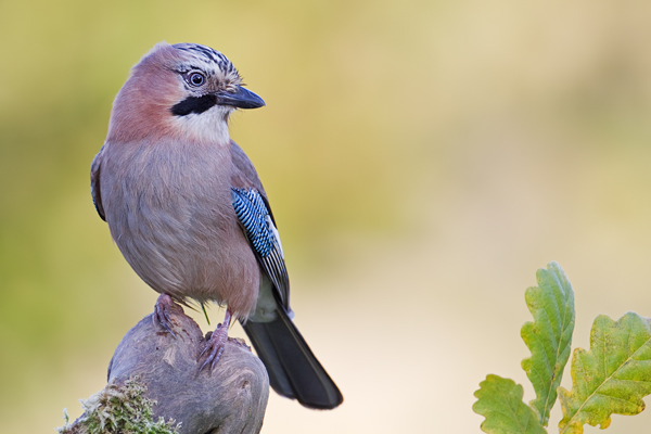 Eichelhäher, Garrulus glandarius