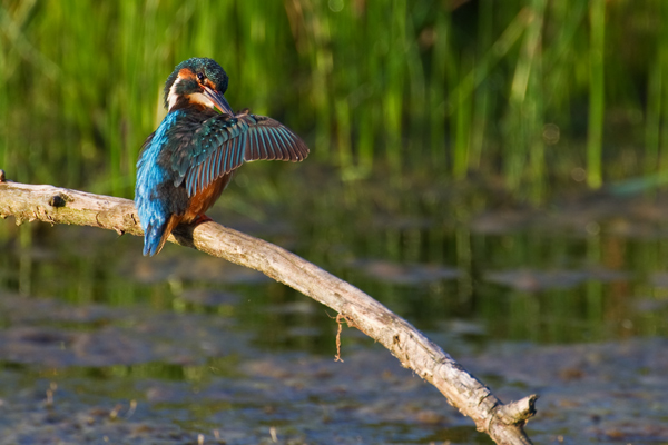 Eisvogel , Alcedo atthis