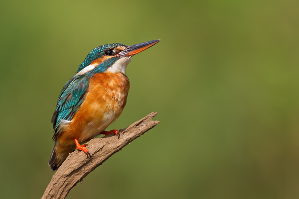 Eisvogel, Alcedo atthis