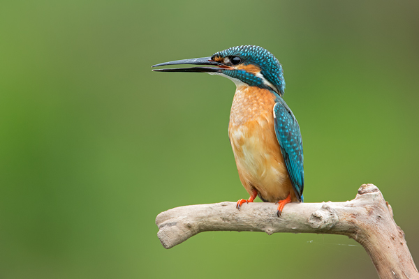 Eisvogel, Alcedo atthis