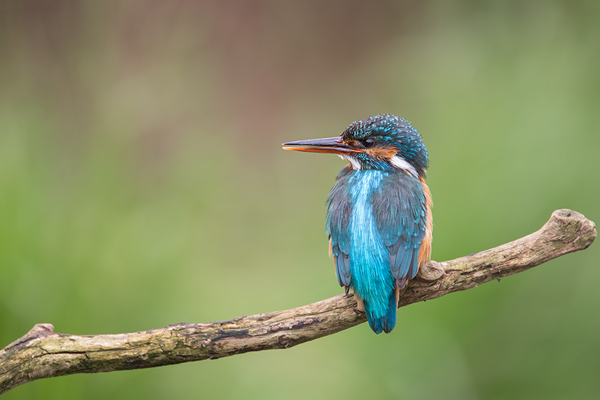 Eisvogel, Alcedo atthis