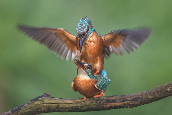 Eisvogel, Alcedo atthis