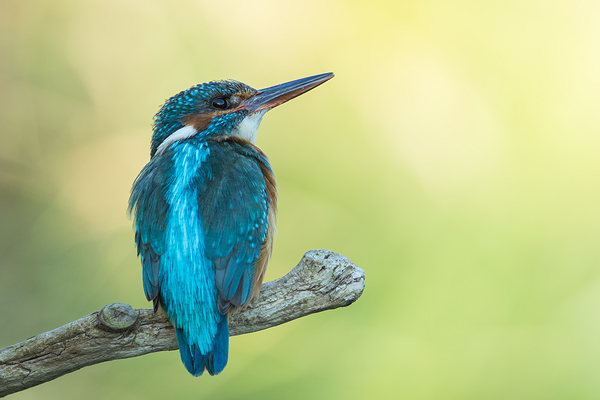 Eisvogel, Alcedo atthis