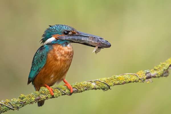 Eisvogel, Alcedo atthis