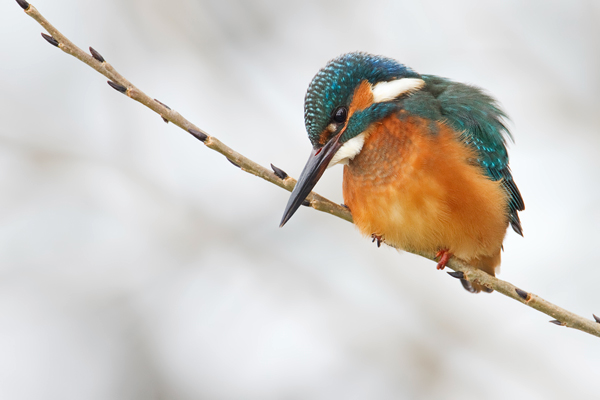 Eisvogel, Alcedo atthis