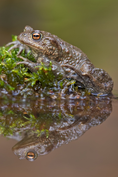 Erdkröte, Bufo bufo