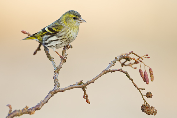 Erlenzeisig, Carduelis spinus