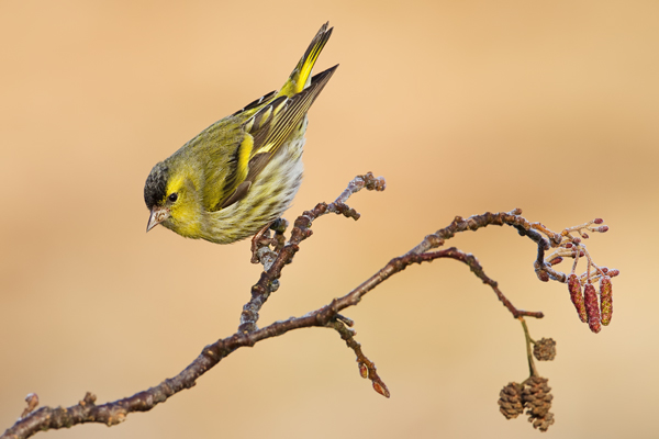 Erlenzeisig, Caduelis spinus