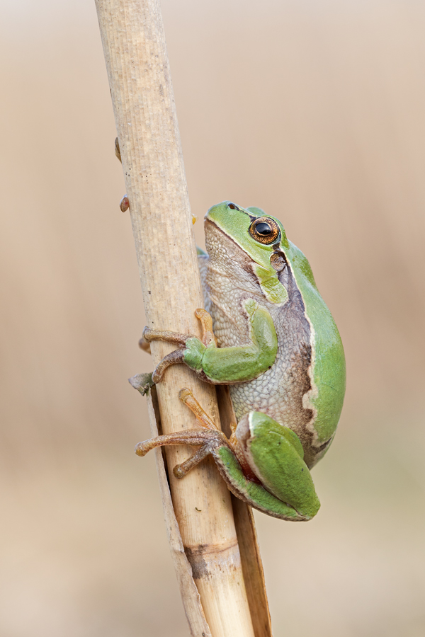 Europäischer Laubfrosch , Hyla arborea