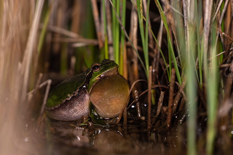 Europäischer Laubfrosch , Hyla arborea