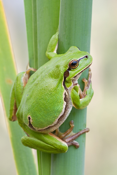 Europäischer Laubfrosch , Hyla arborea