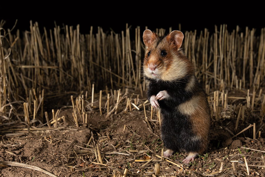 Feldhamster, Cricetus cricetus