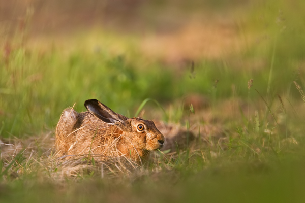 Feldhase, Lepus europaeus