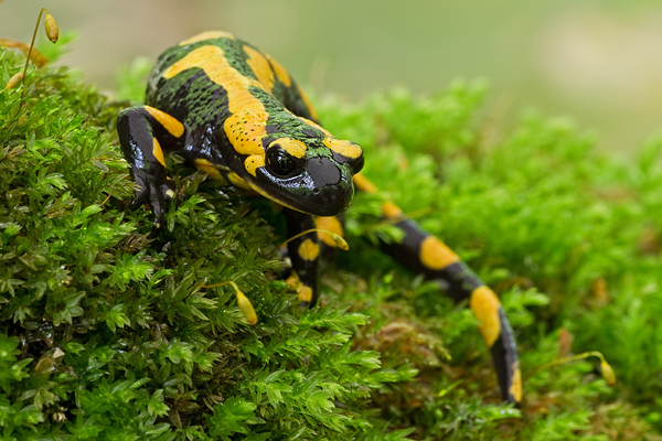 Feuersalamander, Salamandra salamandra