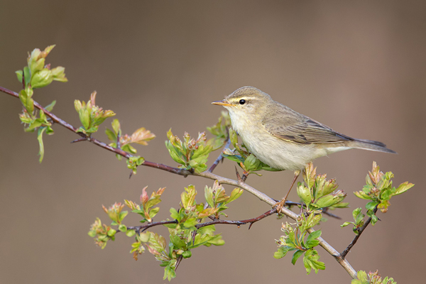 Fitis, Phylloscopus trochilus