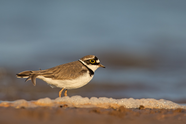 Flussregenpfeifer, Charadrius dubius